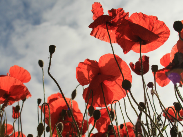 Remembrance Sunday