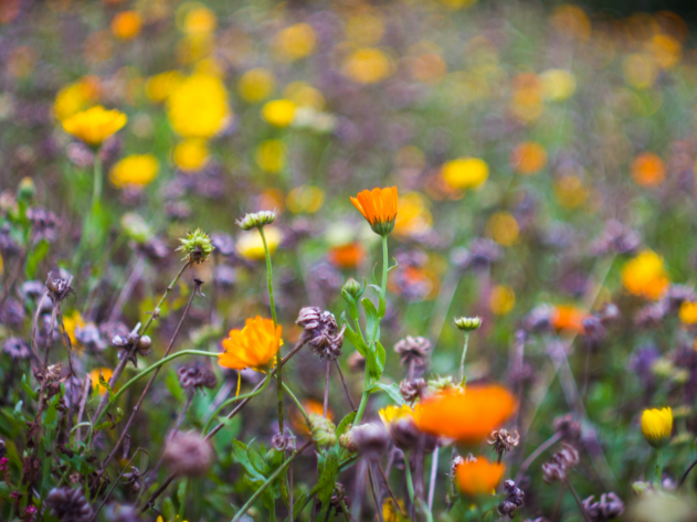 Greening Our Churches