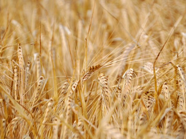 Harvest Thanksgiving 